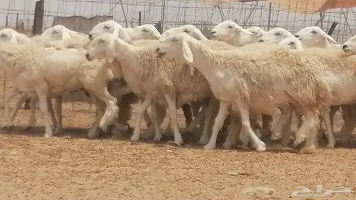 رخال حريات مقاني دفع صنف فواخر 19
