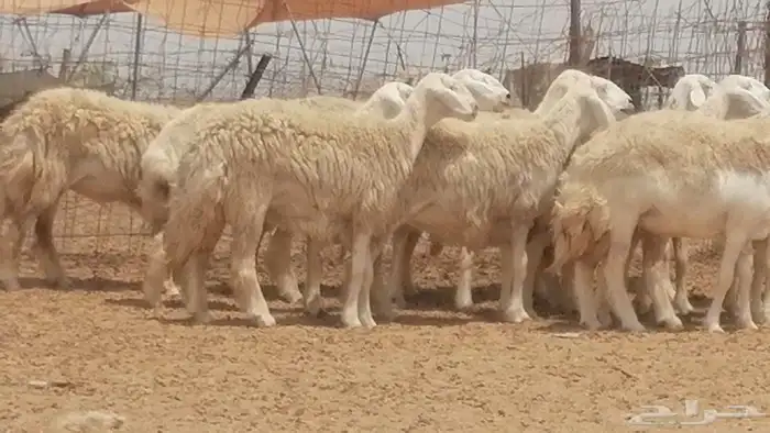 رخال حريات مقاني دفع صنف فواخر 2