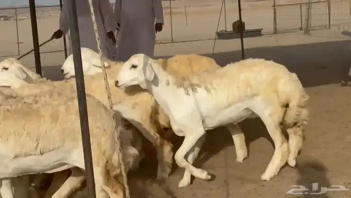 ما شاء الله وتبارك الله أعرض لكم غنم حريات رخال ضغط عالي 2