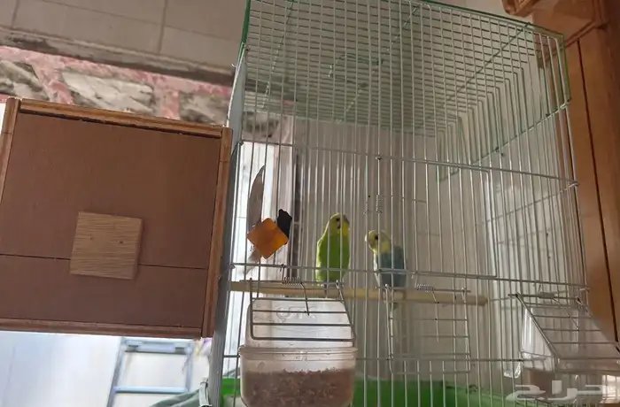 زوج بادجي منتج 1