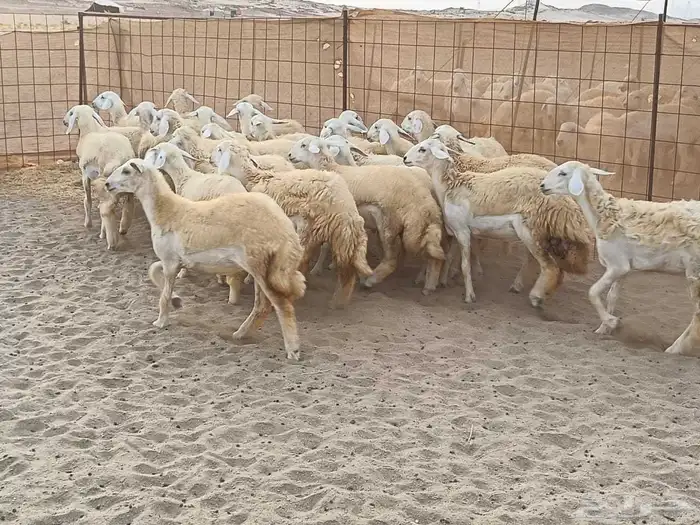 رخال طيبه عددها 25 راس 0