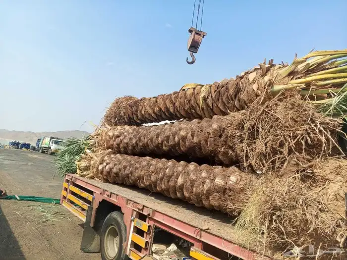 يوجد لدينا نخيل عربي مثمر جميع الأنواع كما نوصل للجميع انحا 3