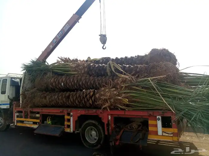 يوجد لدينا نخيل عربي مثمر جميع الأنواع كما نوصل للجميع انحا 2