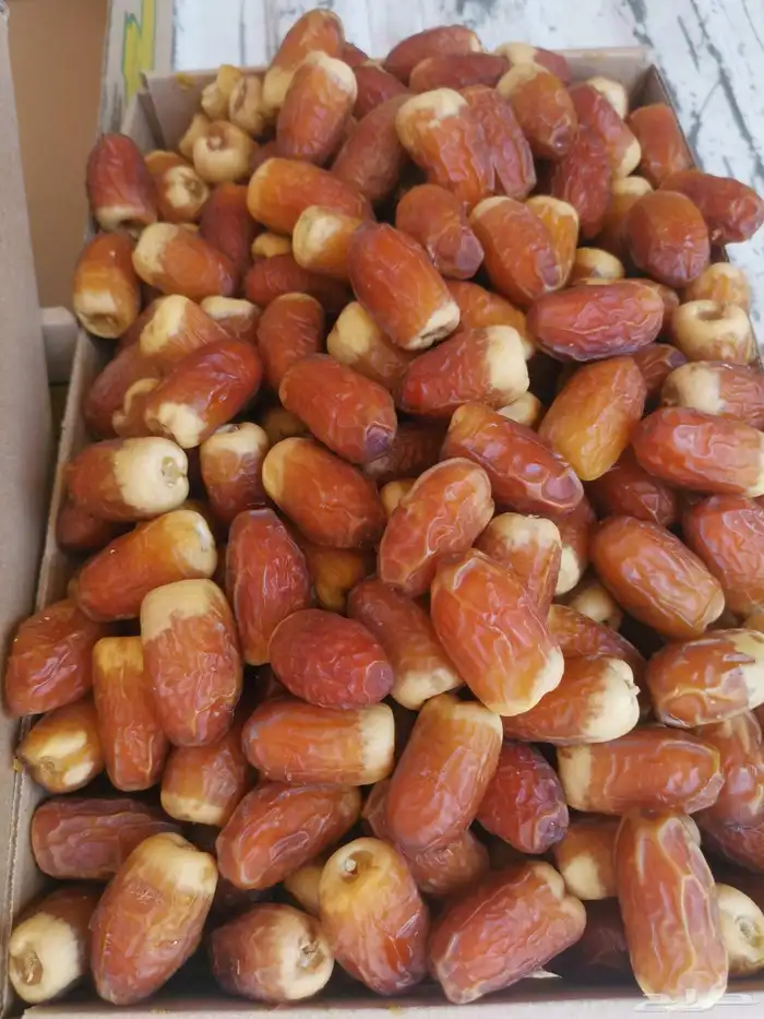 صقعي احمر جالكسي مطوق 1