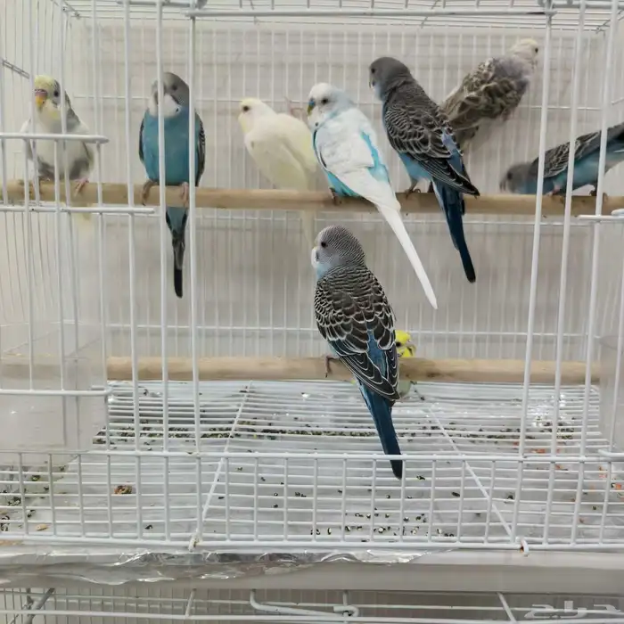 حب اجوز وحبات للبيع 4