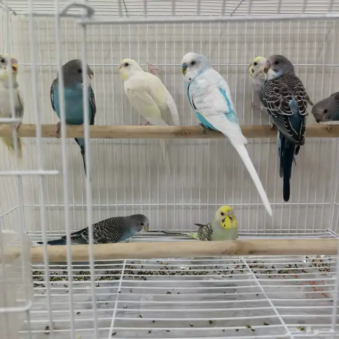 حب اجوز وحبات للبيع 3
