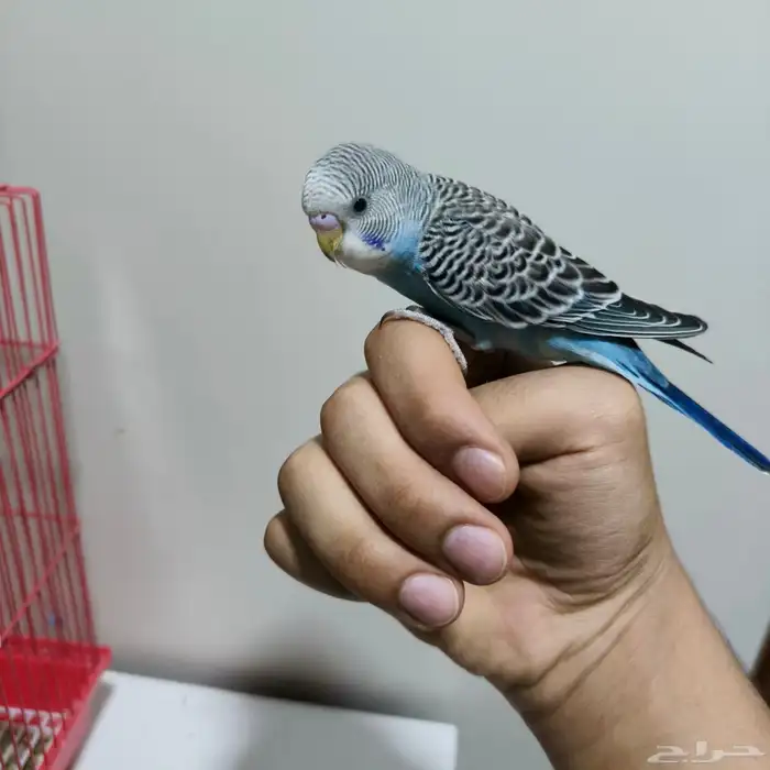 فرخ حب اليف مره على السوم اخر سومه نصيبه 0