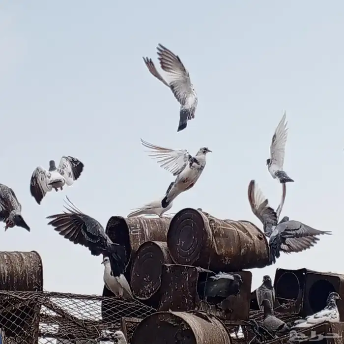 حمام باكستاني وبلدي 1
