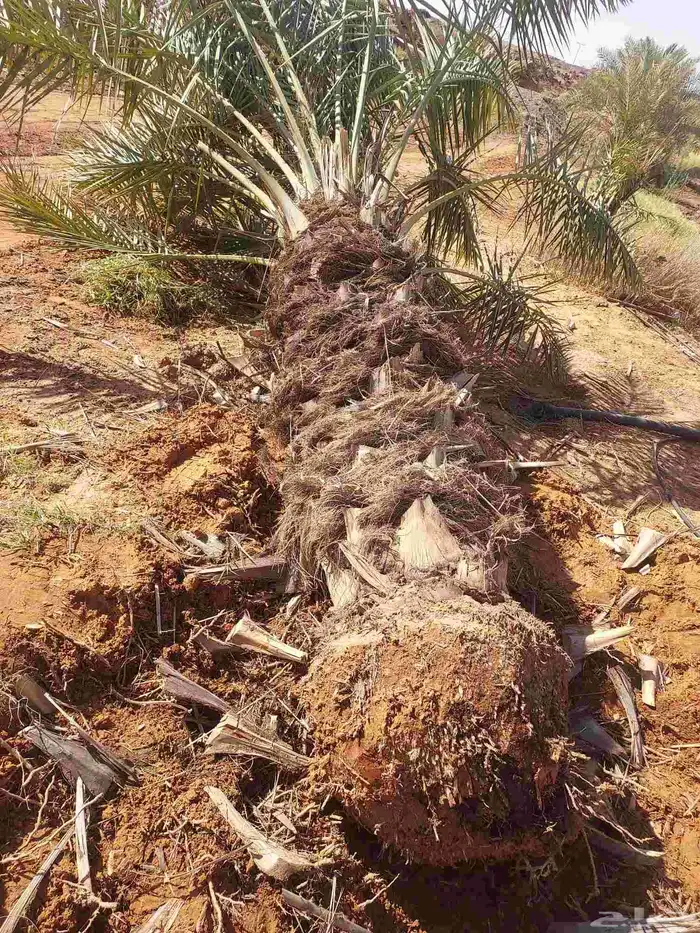 يوجد لدينا جثايث صقعي مجدول عجوده سكري 7