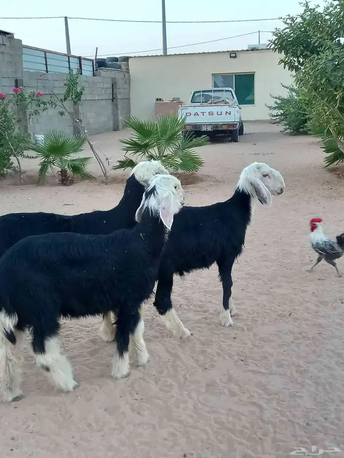 بهم نجد 1