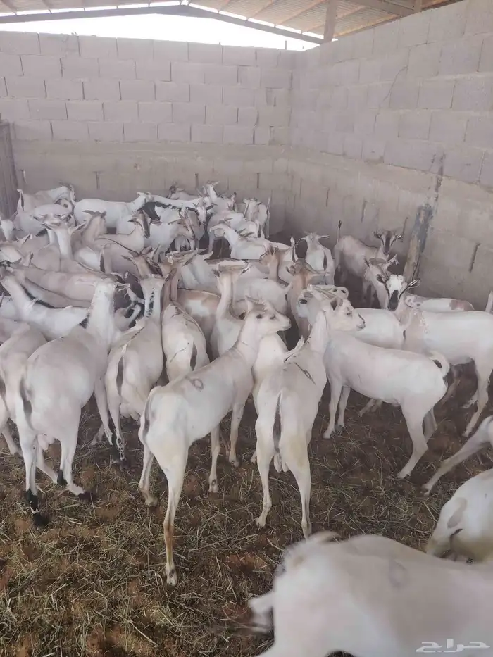 لدينا التيوس الصوماليه المرابي 3