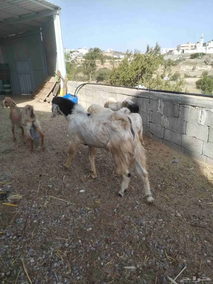 تيس فحل صنف السن بداية ثني 2