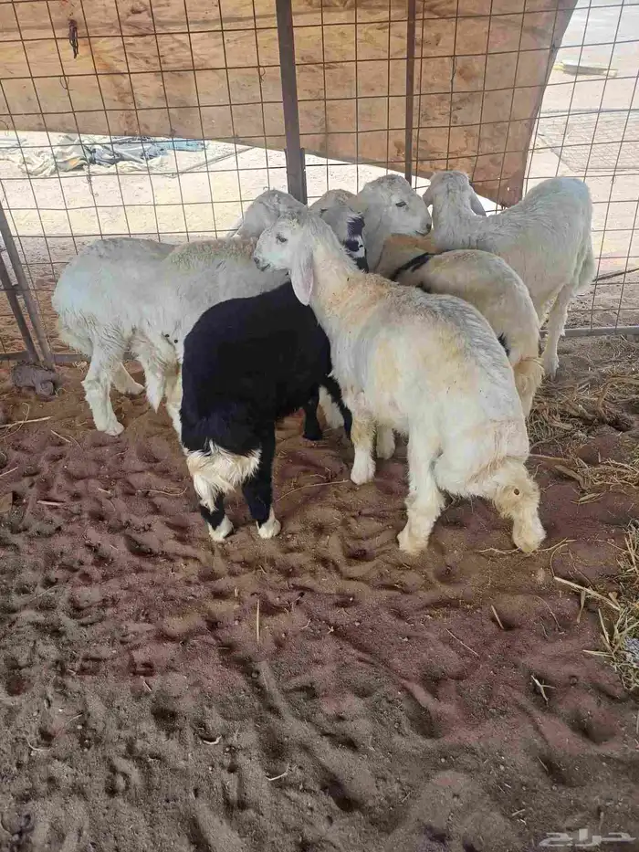 طليان للبيع 4