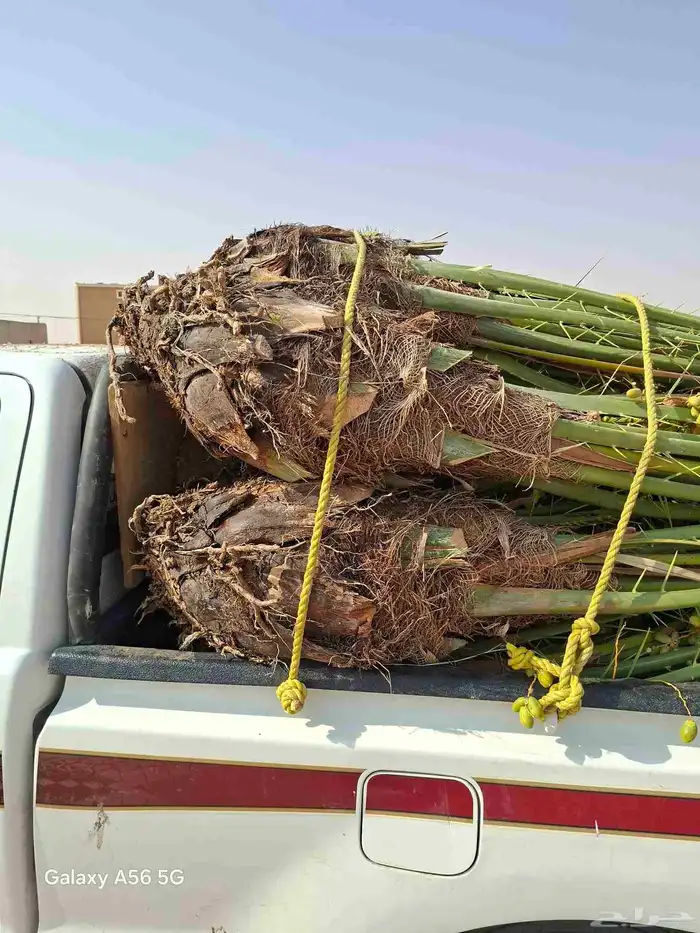 لدينا جميع انواع النخيل القصيم المثمرة 2