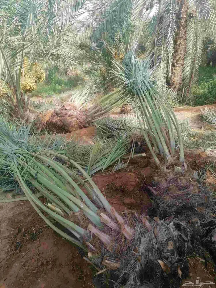 نخل فسايل 2