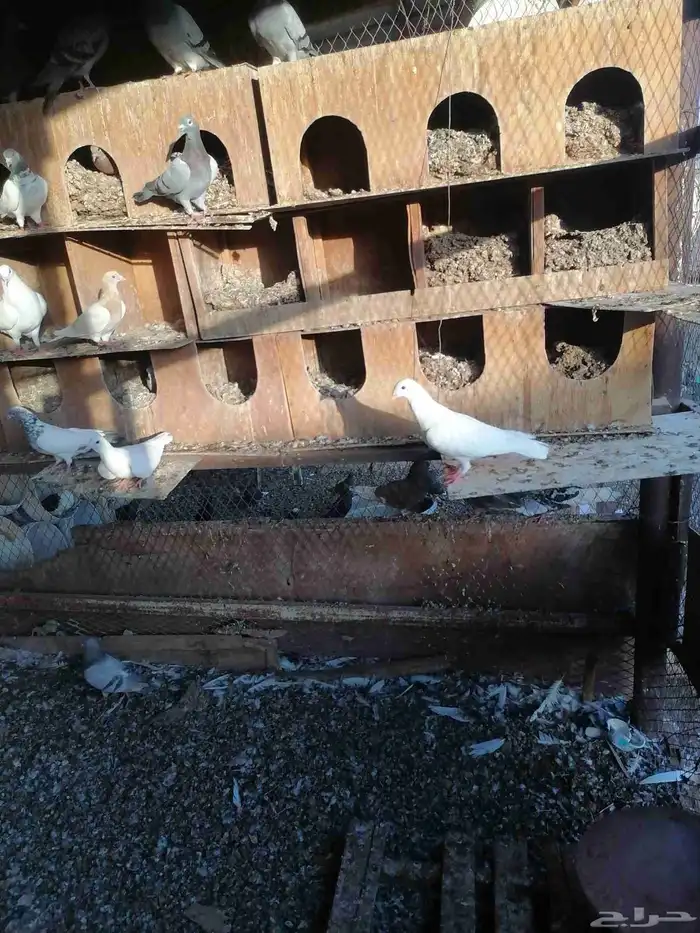 حمام مشاكل بين هندي وفرنسي وزجل 9