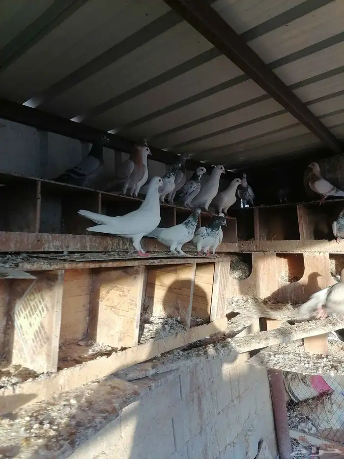 حمام مشاكل بين هندي وفرنسي وزجل 3