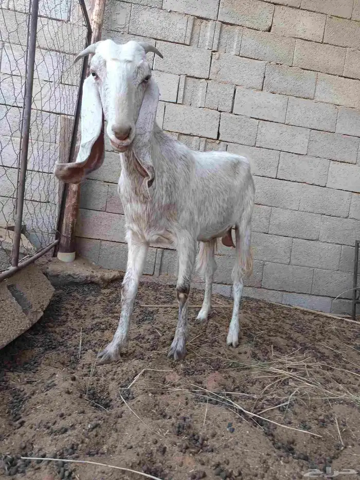 عنز 3