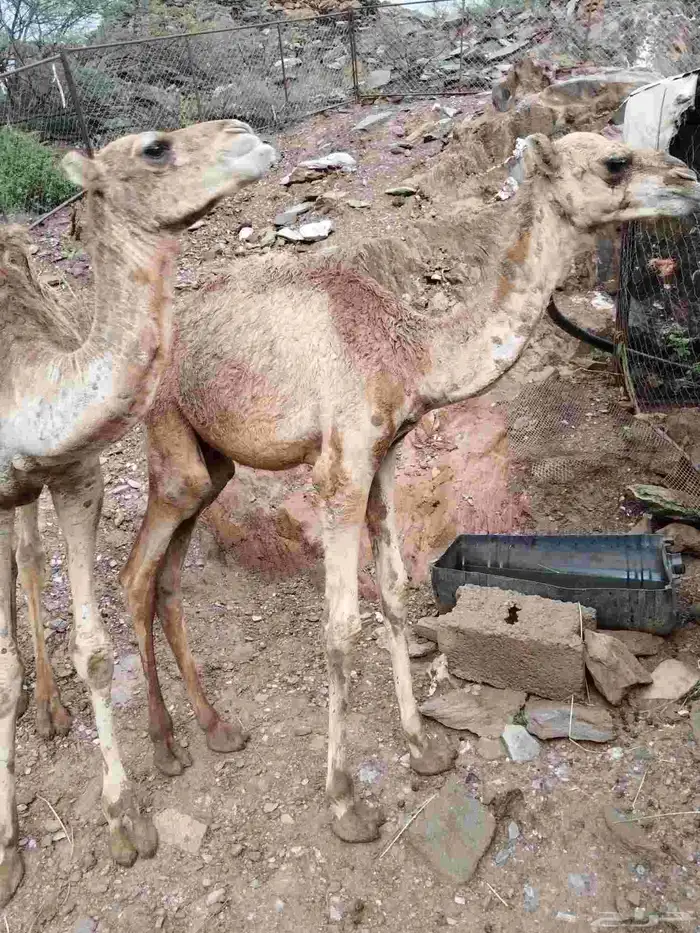 ثلاث حشوان 2