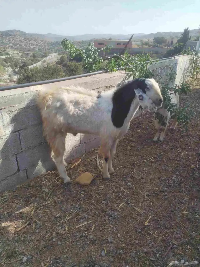 تيس فحل صنف السن بداية ثني 1