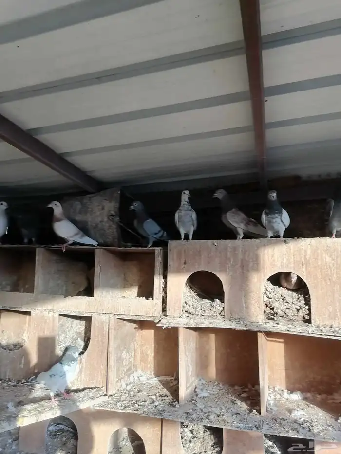 حمام مشاكل بين هندي وفرنسي وزجل 1
