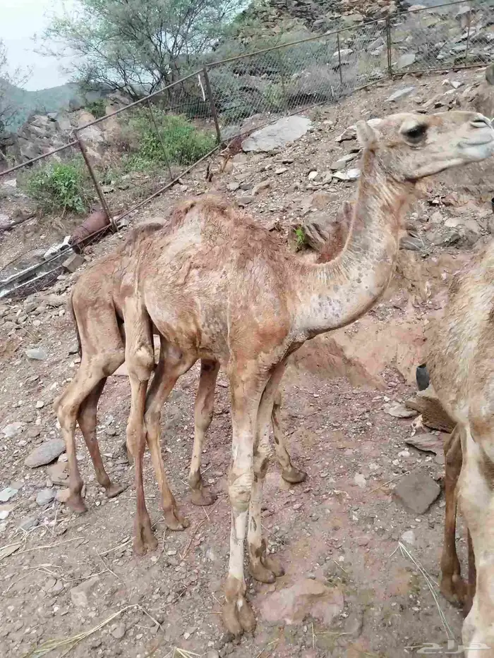 ثلاث حشوان 1
