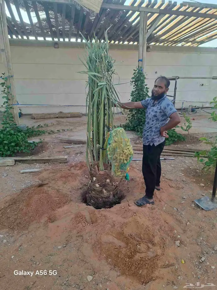 لدينا جميع انواع النخيل القصيم المثمرة 9