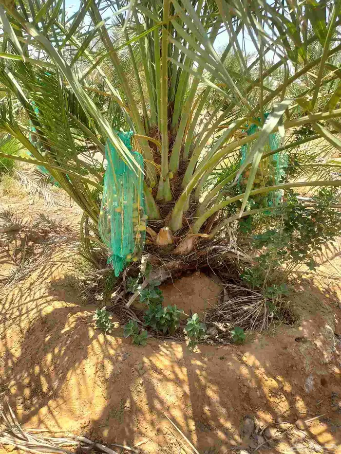 يوجد لدينا جثايث صقعي مجدول عجوده سكري 9