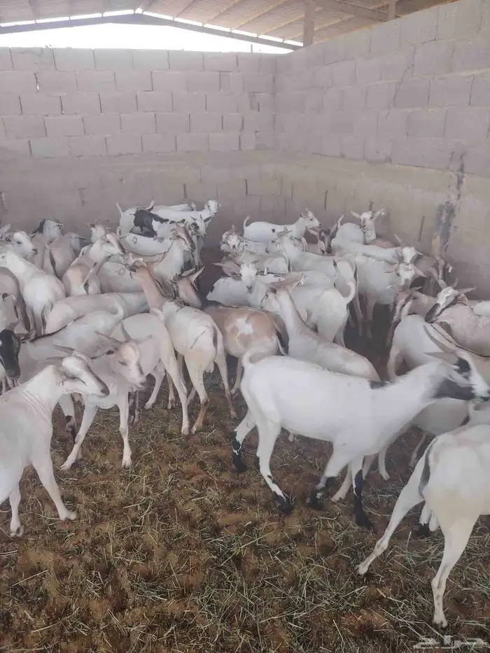 لدينا التيوس الصوماليه المرابي 2