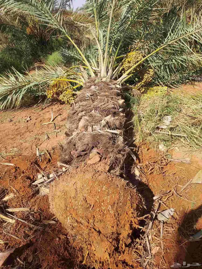 يوجد لدينا جثايث صقعي مجدول عجوده سكري 2