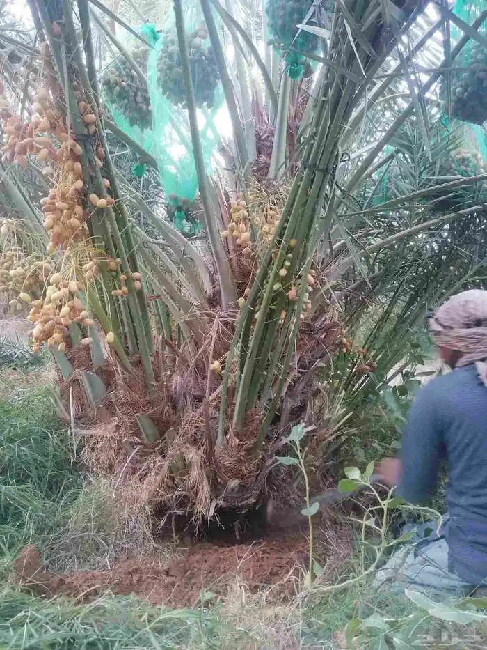 نخل فسايل 4