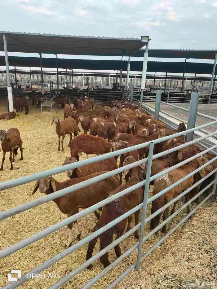 اغنام سواكن 1