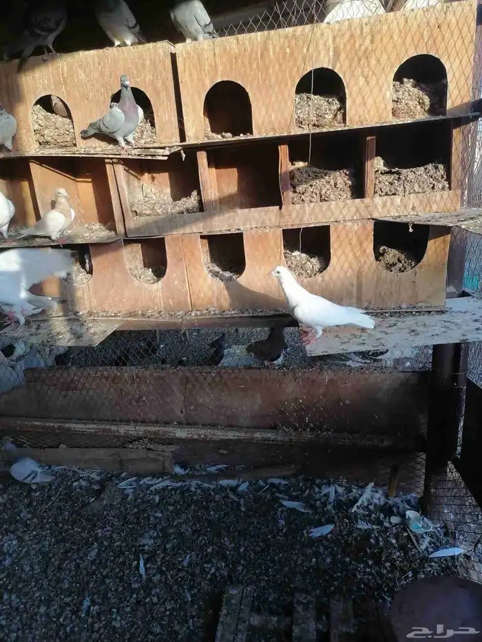 حمام مشاكل بين هندي وفرنسي وزجل 5
