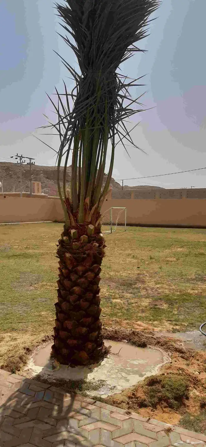 نخل مثمر نقايل وفسائل 0