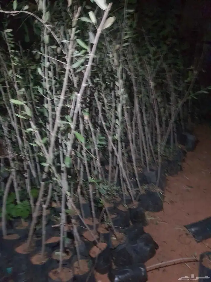 شتلات الزيتون 0