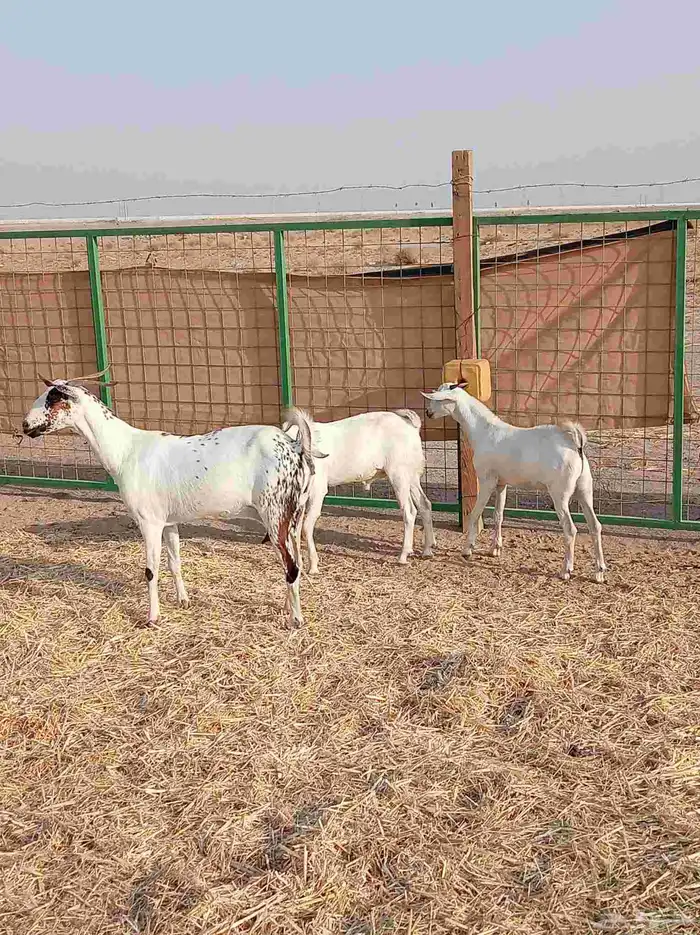 عنز بيشيه معها 2 تيوس ودافع شرط سونار 1
