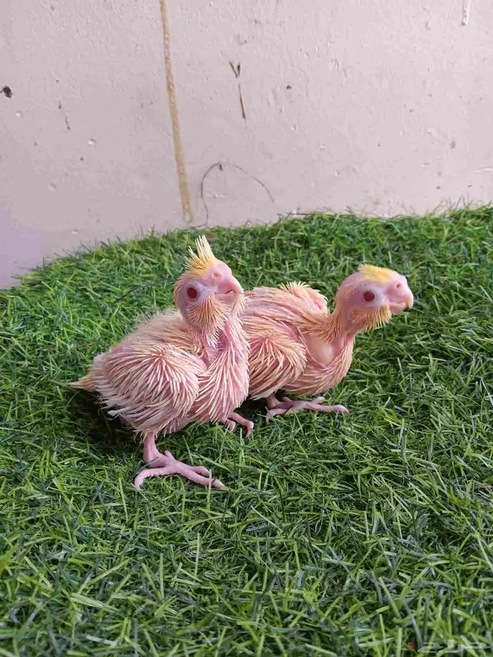 فرخين كروان لاتينو عيون حمر للبيع 0