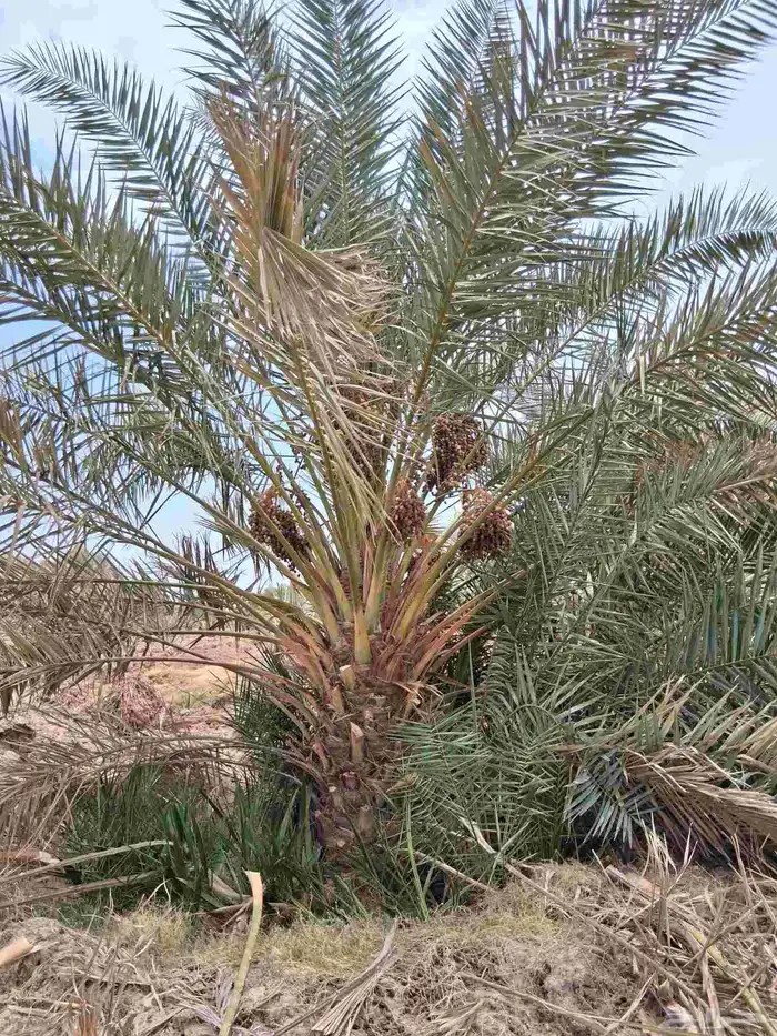 نخل برني العلا وروثانه متر ومتر ونص ومترين للبيع 5