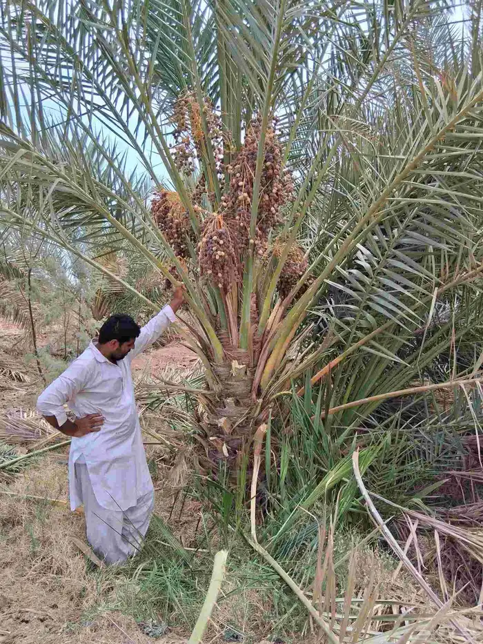 نخل برني العلا وروثانه متر ومتر ونص ومترين للبيع 7