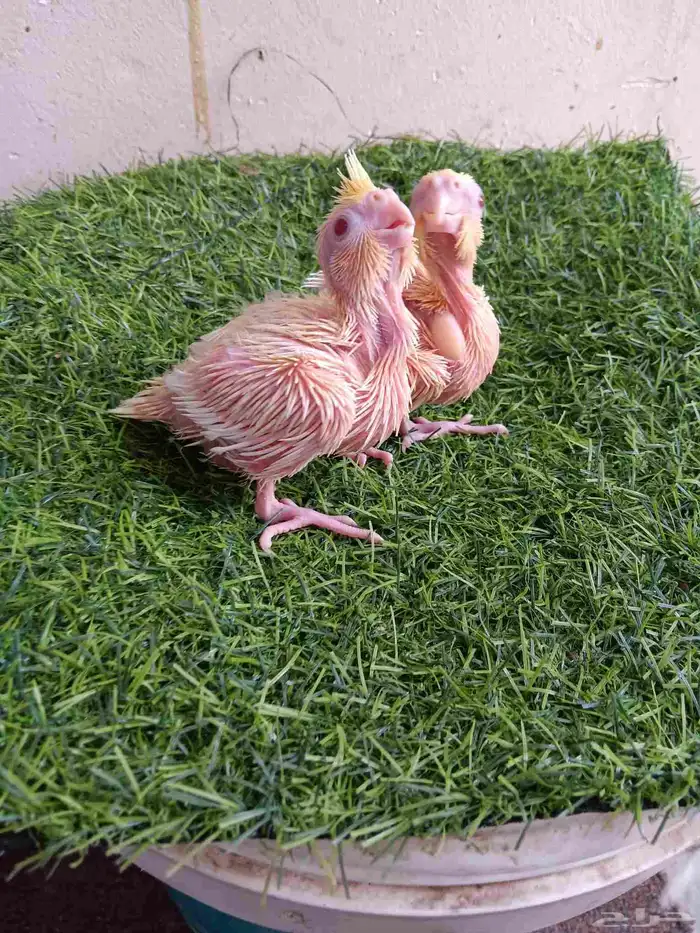 فرخين كروان لاتينو عيون حمر للبيع 3