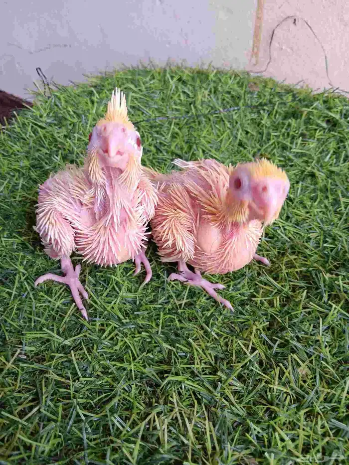 فرخين كروان لاتينو عيون حمر للبيع 2