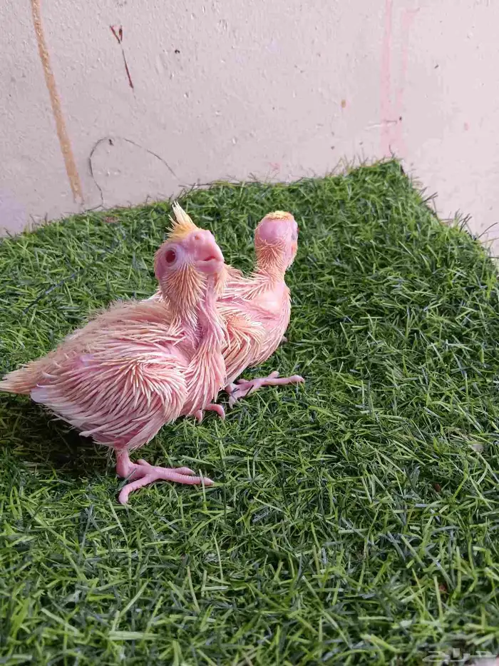 فرخين كروان لاتينو عيون حمر للبيع 1