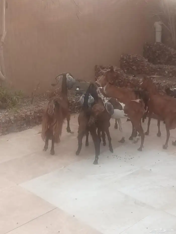 خمس ماعز جنوبيات يتبعهم خمس جفار 1