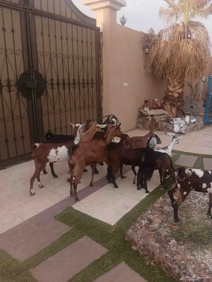 خمس ماعز جنوبيات يتبعهم خمس جفار 10