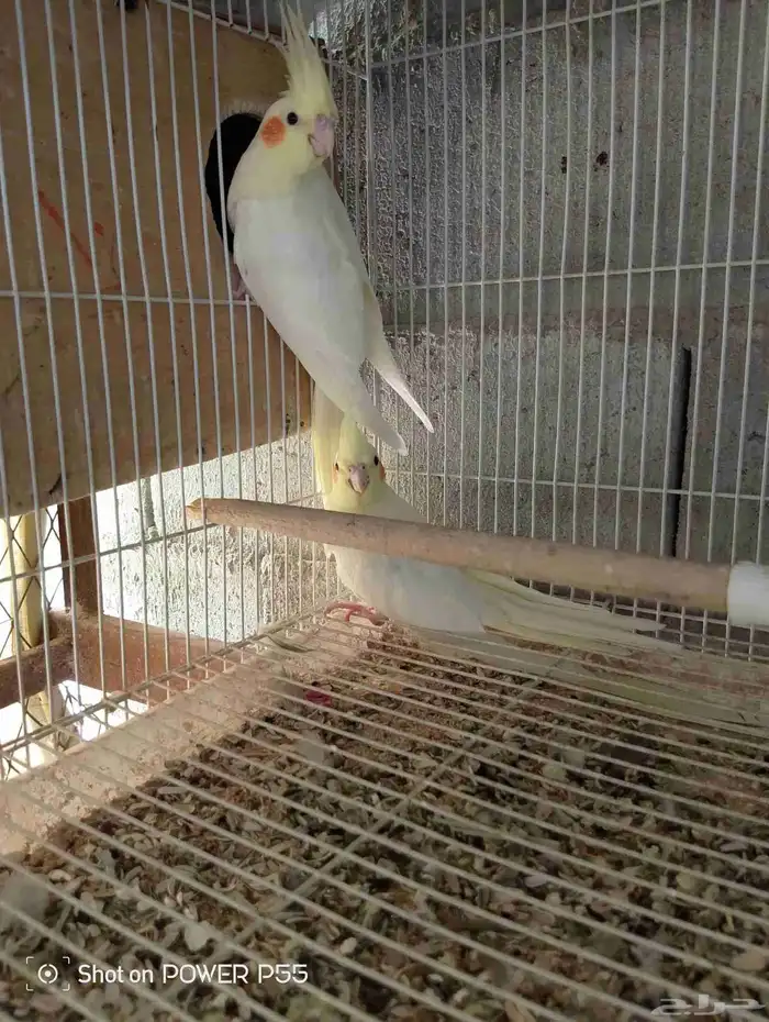 فروخ كروان 1