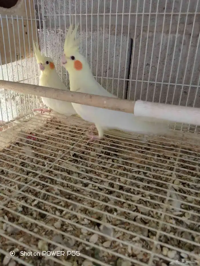 فروخ كروان 2