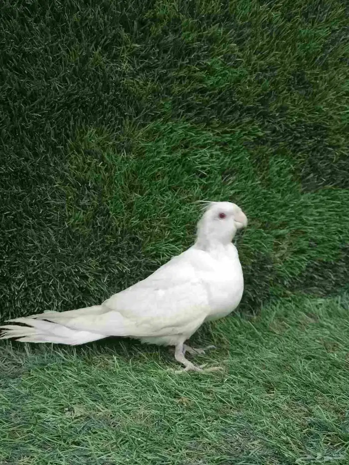 بغبغاء كروان البينو 5