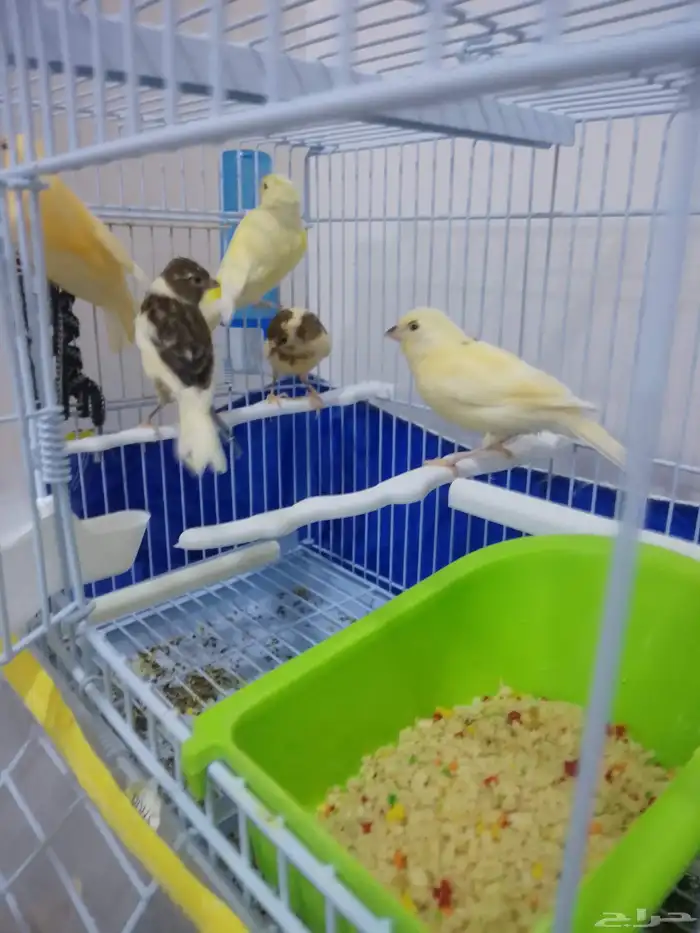 كناري 0
