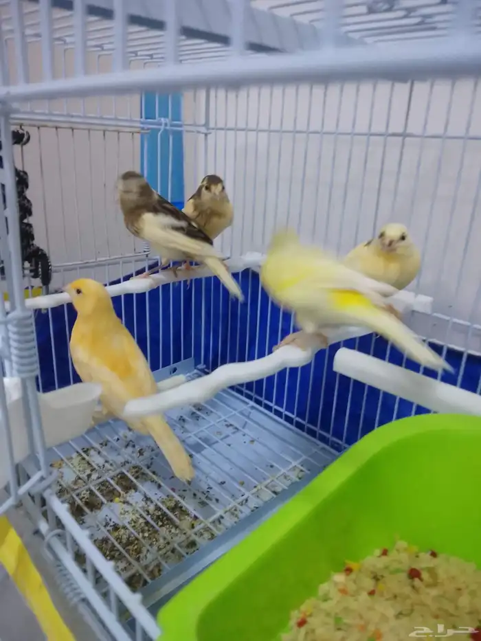 كناري 5