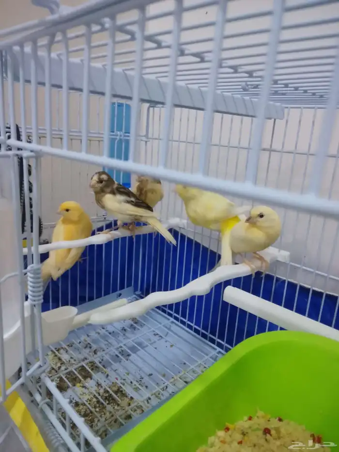 كناري 1